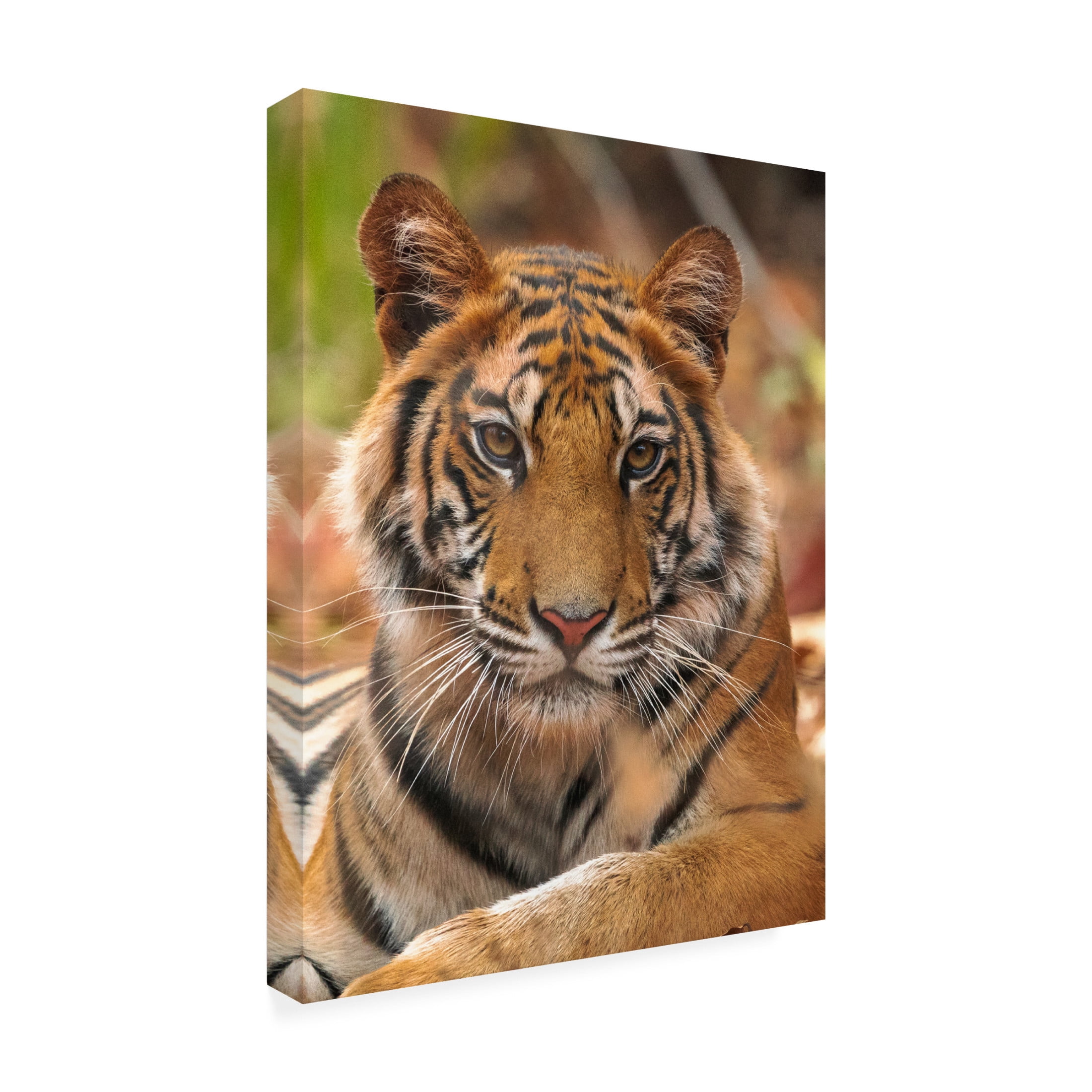 Trademark Fine Art Sumangal Sethi The Tiger Portrait Canvas Wall Art