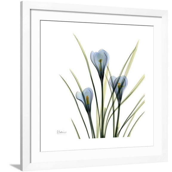 Art.com Crocus Whisper Art Print by Albert Koetsier, White Frame Wall Art, 38" x 38"