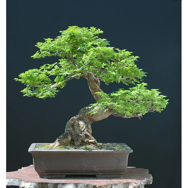 Chinese Elm Bonsai Tree Seeds 30 Seeds Prized Bonsai Specimen