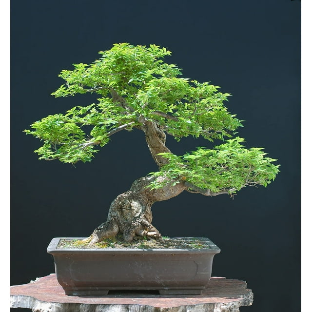 Chinese Elm Bonsai Tree Seeds 30 Seeds Prized Bonsai Specimen