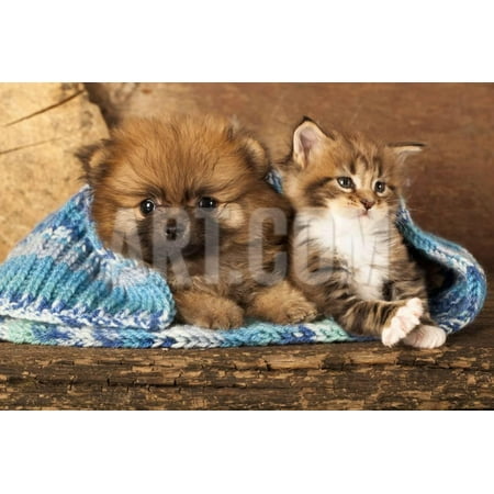 Spitz Puppy And Kitten Breeds Maine Coon, Cat And Dog Print Wall Art By