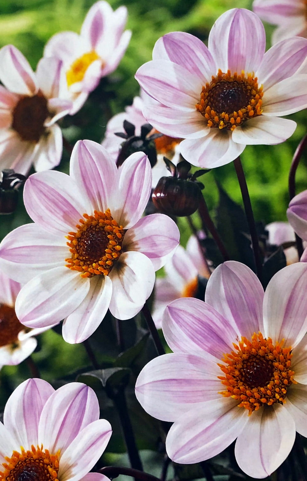 HS Princess Dark Leaf Dahlia 1 Bulb Clump