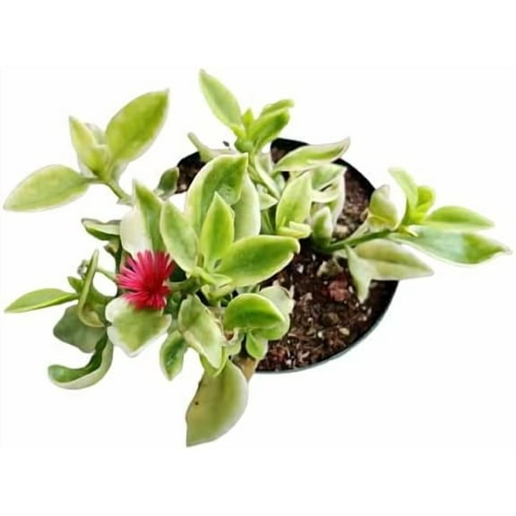 4" Pot Variegated Aptenia Cordifolia Heartleaf Ice Plant – Live Succulent, Groundcover