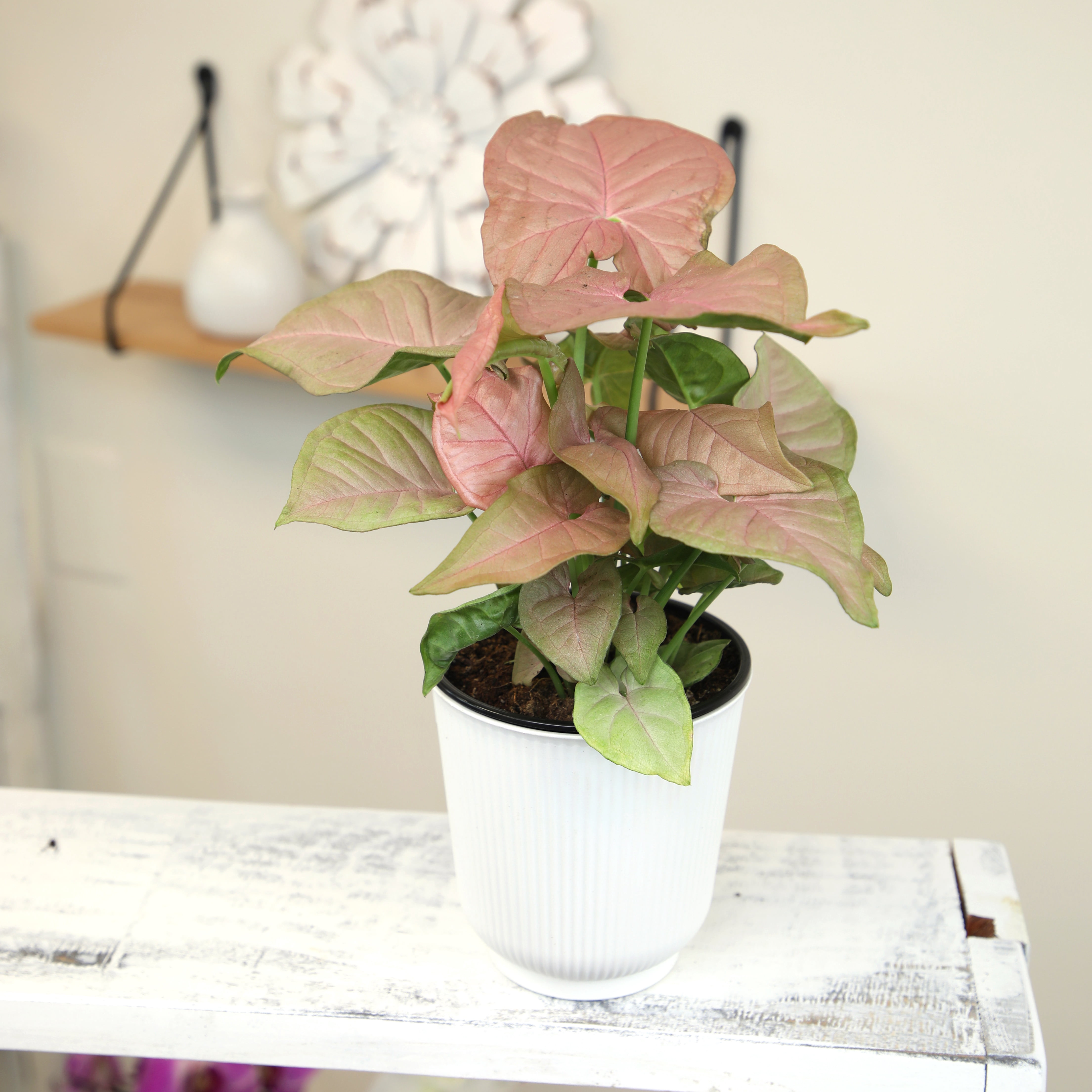 Syngonium Neon Robusta | Houseplant Vine | 4.25in. Decor Pot; Indirect Light | Element by Altman Plants