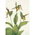 thumbnail image 3 of Mary Vaux Walcott 18x24 Black Modern Framed Museum Art Print Titled - Small Yellow Ladyslipper. Cypripedium Parviflorum (1925), 3 of 5