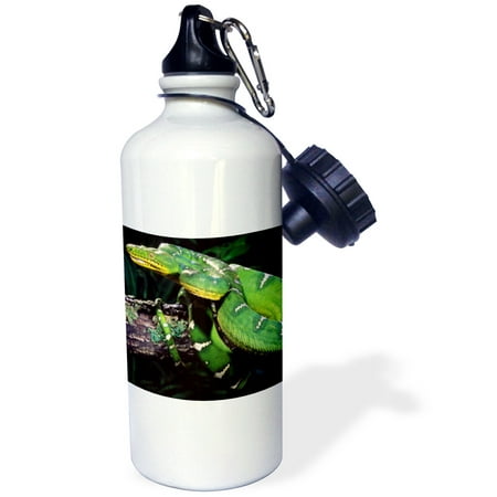 

3dRose Emerald Tree Boa snake - NA02 DNO0480 - David Northcott Sports Water Bottle 21oz