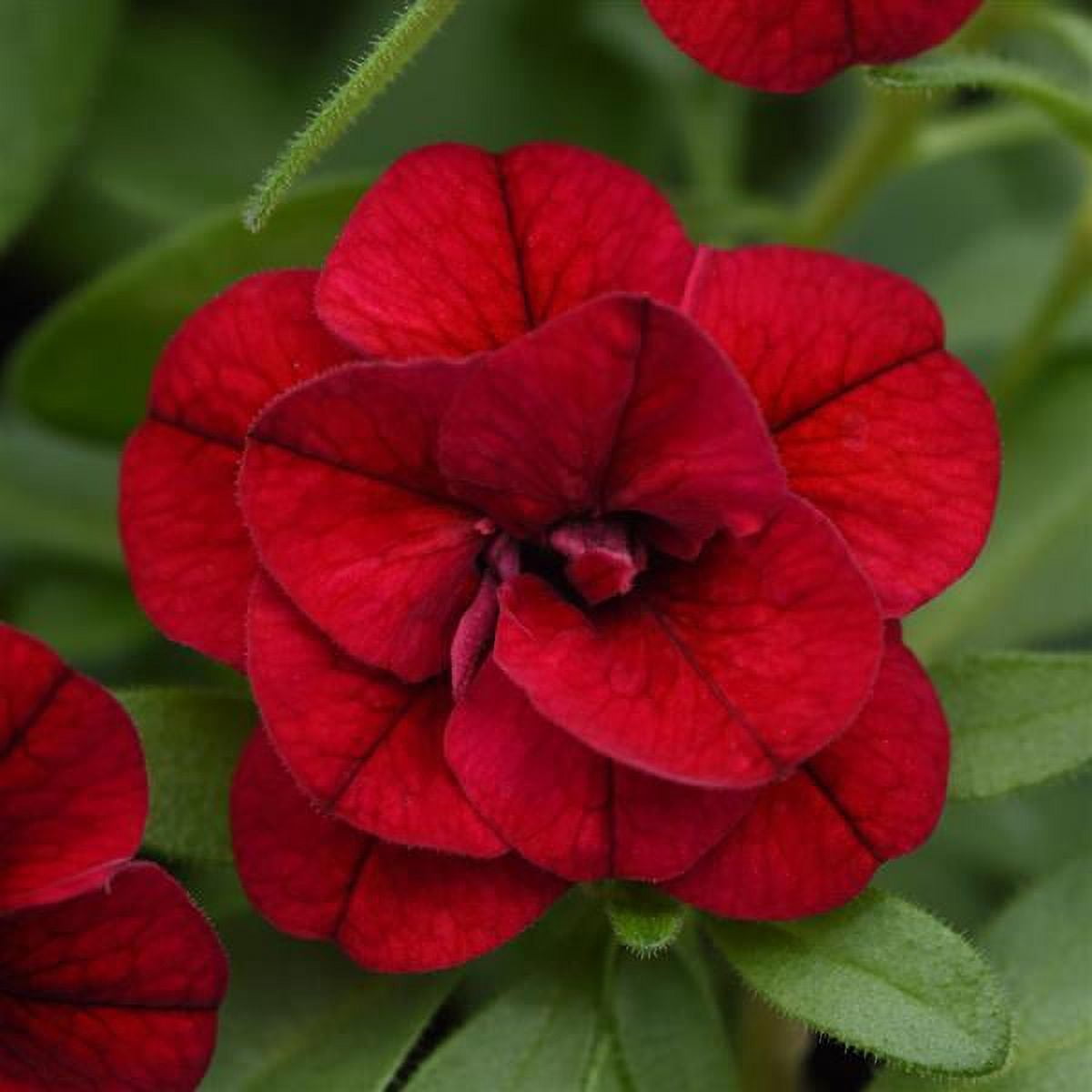 Better Homes & Gardens 2 Gallon Hanging Basket Multicolor Double Calibrachoa Combo Annual Outdoor Live Plants Full Sun