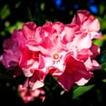 thumbnail image 3 of Lone Star Growers Nerium Oleander Flirt, Drought Tolerant, Live Shrubs & Plants, 2 gal Pot, Full Sun, 3 of 13