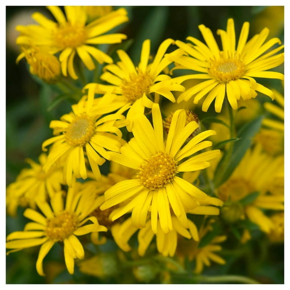 Everwilde Farms - 1 oz Golden Aster Native Wildflower Seeds - Gold Vault Bulk Seed Packet