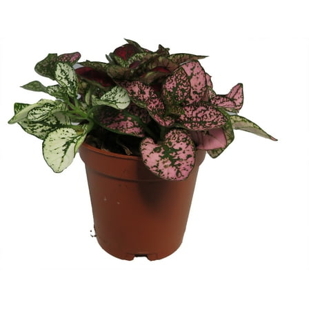 Tricolor Polka Dot Plant - Hypoestes - Colorful House Plant - 2" Pot