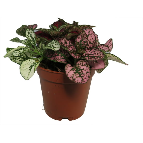 Tricolor Polka Dot Plant - Hypoestes - Colorful House Plant - 2" Pot