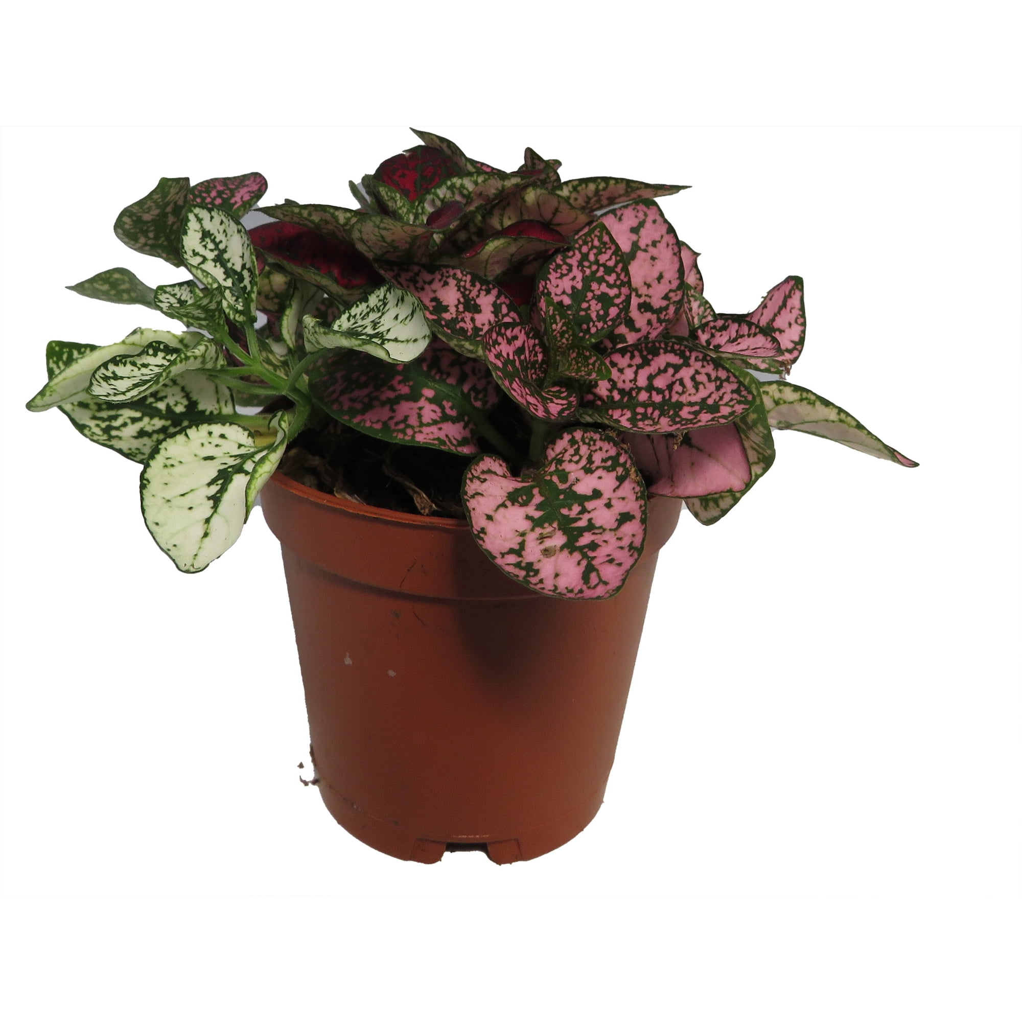 Tricolor Polka Dot Plant - Hypoestes - Colorful House Plant - 2" Pot