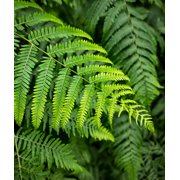 Lady Fern - 3 root divisions
