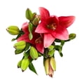 thumbnail image 4 of Bouquet de lilis asiáticas 3 tallos, 4 of 4
