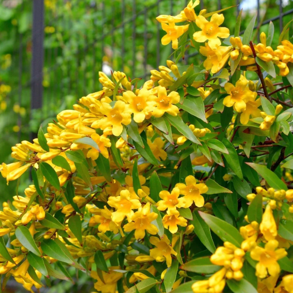 Carolina Jasmine Plant Live for Planting, Yellow Jasmine Climbing Vine Plant for Garden 4 to 6 Inc Tall