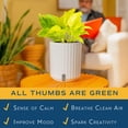 thumbnail image 3 of Costa Farms 10" Champs Élysées Pothos Live House Plants in 5" Self-Watering Pot, 3 of 9