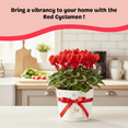 thumbnail image 5 of Set 2 Red Cyclamen Plant Live, Potted in 4 Inches Pot, Vibrant Red Flowers, Cyclamen Flowers for Home and Office Decoration, Christmas Display, 5 of 5