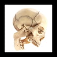 thumbnail image 2 of Modelo de Cuerpo Humano de CráNeo Modelo Educativo de CráNeo 1:2 para el Modelo de Ensamblaje del Estudio de EnseñAnza del Estudiante, Color Primario, 2 of 5