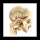 thumbnail image 2 of Modelo de Cuerpo Humano de CráNeo Modelo Educativo de CráNeo 1:2 para el Modelo de Ensamblaje del Estudio de EnseñAnza del Estudiante, Color Primario, 2 of 5