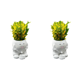 thumbnail image 1 of Planta de maceta Subserta para la cabeza creativa para plantas interiores y exteriores, 1 of 5