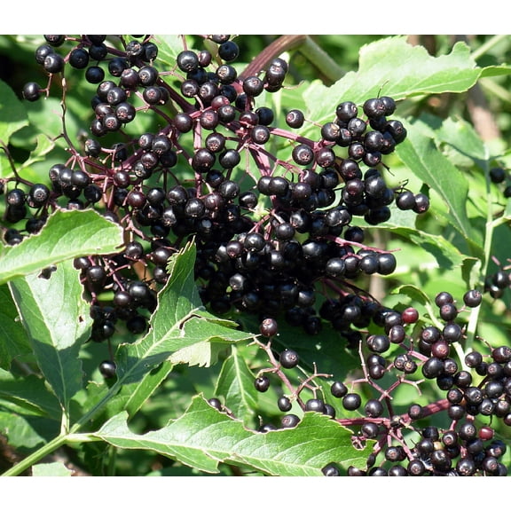 Wild Elderberry Shrub - Sambucus canadensis - 3.25" Pot