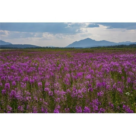 Fields of Fireweed On A Summer Day in Coldfoot Alaska Poster Print by Cathy Hart, 19 x 12