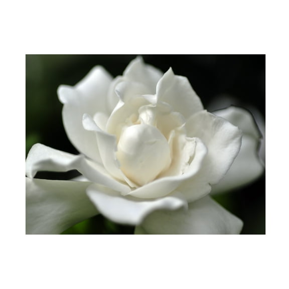 Trademark Fine Art Kurt Shaffer Lovely Gardenia Canvas Wall Art - 35x47