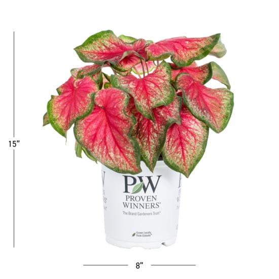 Proven Winners 2QT Pink Caladium Live Annual Plant Sun 3-Pack