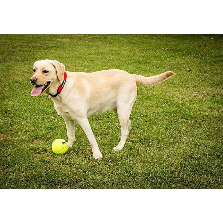 Petface tennis balls hotsell