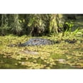 thumbnail image 2 of USA, Louisiana, Alligator in swamps; Breaux Bridge Poster Print (38 x 24), 2 of 4