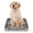 Grey, variant on Indoor Dog Potty Tray with Removable Mesh Toilet and Stable Structure for Puppy Training Pad Holder