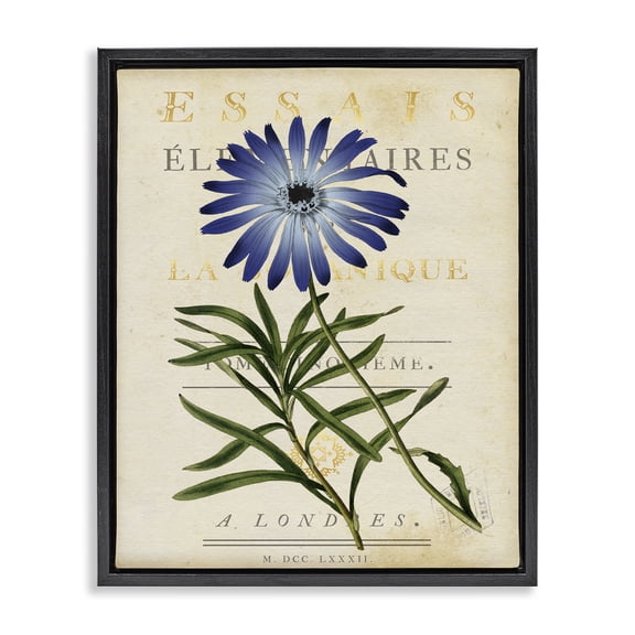 Stupell Industries Shabby Chic Natural Botany Daisy Black Floating Frame Canvas Art, 17 x 21, by Susan Arnot