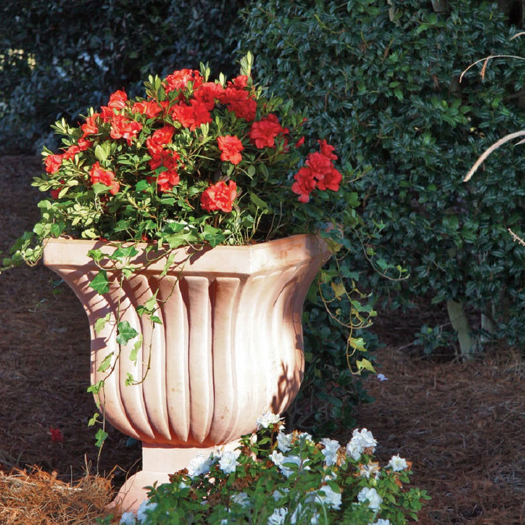 Encore Azalea Autumn Embers Live Shrub in 3-Gallon Grower Pot