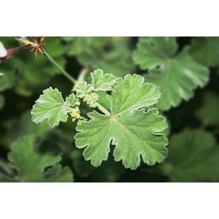 Delicate Vine Design - LAMINATED POSTER Hand Shaped Leaf Light Green Delicate Soft Vines Poster Print 24 x 36