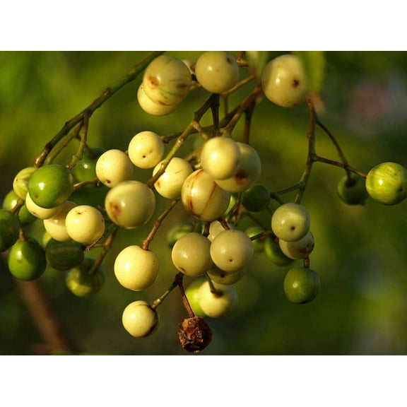 CZ Grain 20 Chinaberry Tree Seeds, Ornamental Round Berries