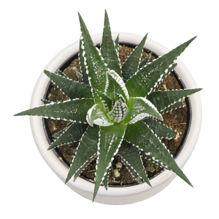 fertilizer for evergreen plants Slow Release Evergreen Fertilizer