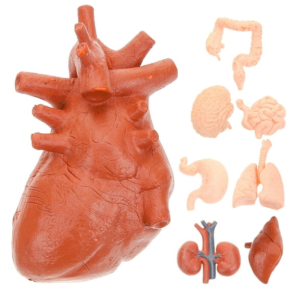 Lhio  8 Pcs Human Organ Model Brain Toy for Kids Models Child Student