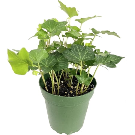 Green English Ivy - Live Plant in a 4 Inch Pot - Hedera Helix - Beautiful Easy Care Indoor Air Purifying Houseplant Vine