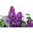 thumbnail image 2 of 25 FRENCH / Old FASHIONED LILAC Syringa Vulgaris Flower Shrub Bush Seeds, 2 of 10