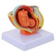 thumbnail image 1 of 1 modelo de feto a término., 1 of 3