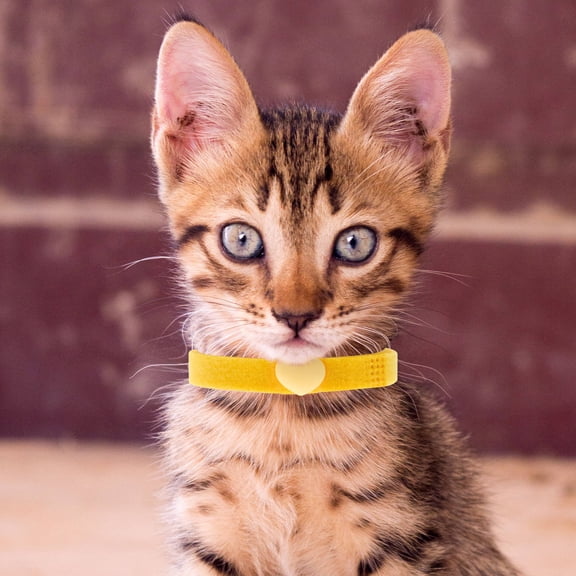 Soimiss 1 Set Puppy Collar for Identification Knitting Wool for Pet Breeders