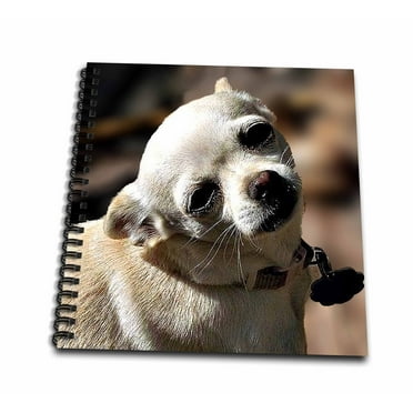 3dRose White Chihuahua posing for photograph - Mini Notepad, 4 by 4-inch