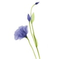 thumbnail image 3 of Koetsier, Albert 15x18 Black Modern Framed Museum Art Print Titled - Rowdy Gentian B07, 3 of 5