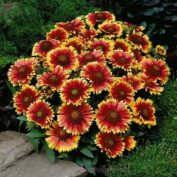 Blanket Flower DWARF GOBLIN 25 Seeds - Mother Nature's Seeds - Wildflower Seeds - Flower Seeds for Planting - Non-GMO