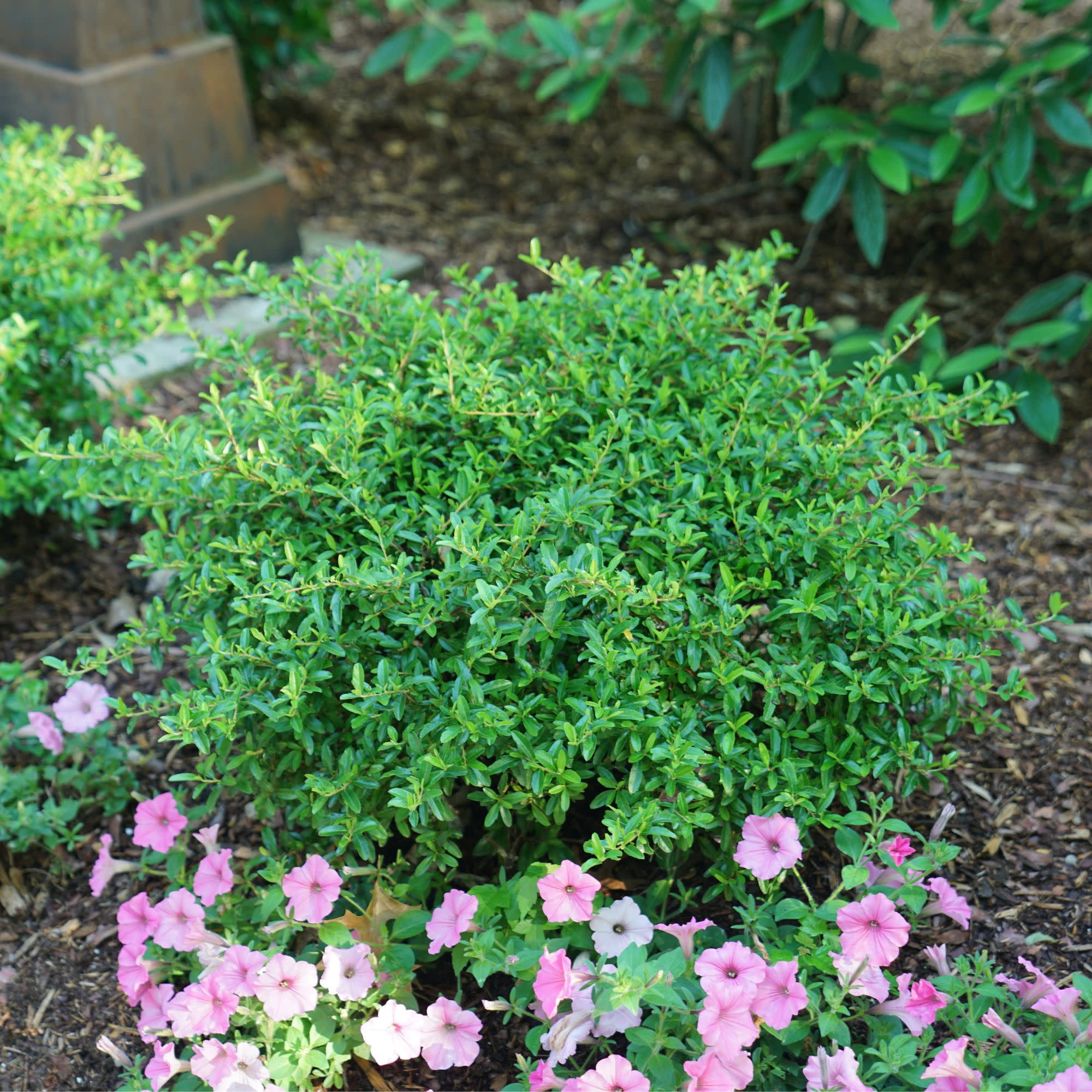 Proven Winners ColorChoice 5" Juke Box Pyracomeles Live Plant in 4.5" Pot (4 Count)
