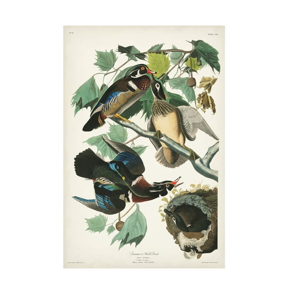 John James Audubon 'Wood Duck' Canvas Art