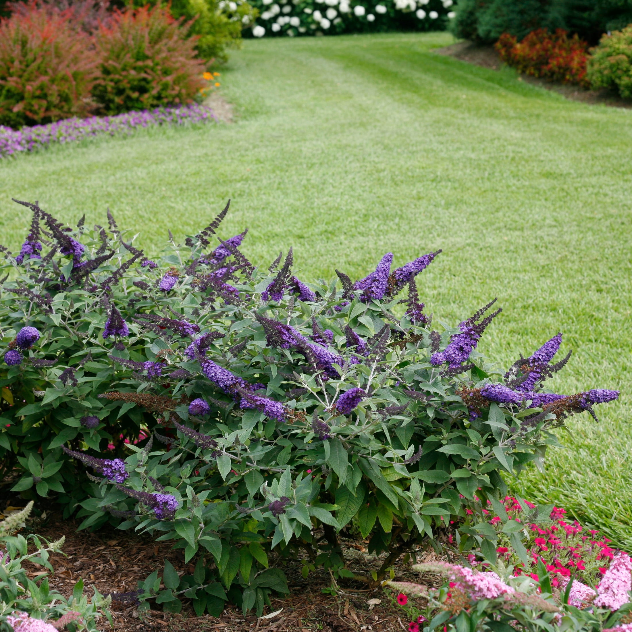 Proven Winners ColorChoice 6" Pugster Blue Butterfly Bush Live Plant in 7.5" Pot