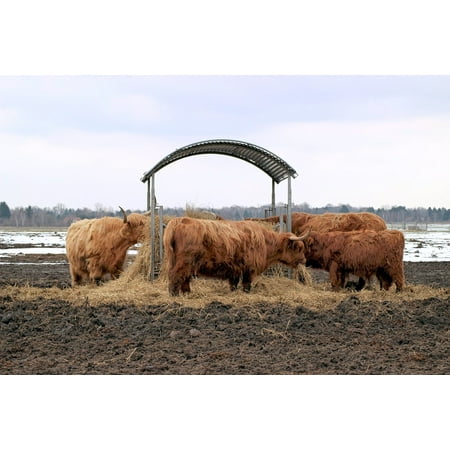 Hay Manger - canvas print manger hay landscape eat cattle long horn field stretched canvas 10 x 14