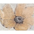thumbnail image 2 of OToole, Tim 18x15 Black Ornate Wood Framed with Double Matting Museum Art Print Titled - Transparency Flower III, 2 of 4