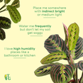 thumbnail image 6 of Live Red Prayer Plant - Pet Safe - 4" Hanging Pot Cover - Thorsen's Greenhouse, 6 of 10